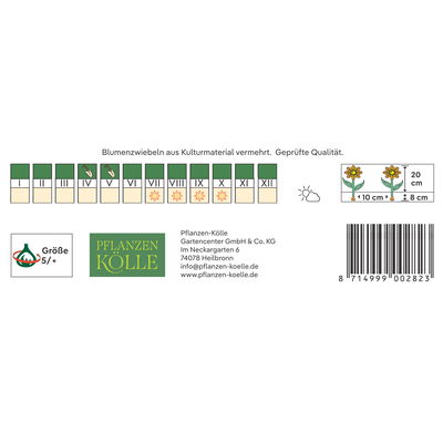 Kölles Beste Blumenzwiebeln, Freesien 'Einfache Mischung'