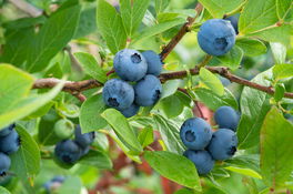 Heidelbeeren  Heidelbeeren