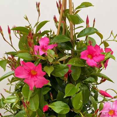 Dipladenie rosa/pink, Pyramide, Topf-Ø 23 cm, Höhe ca. 110 cm