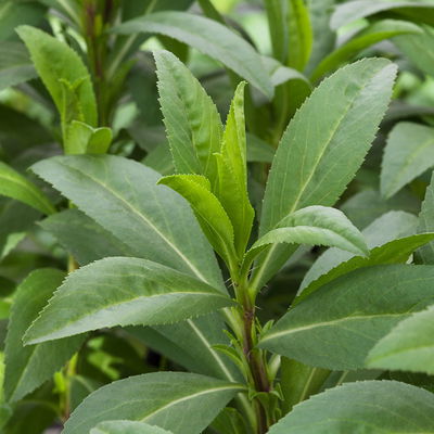 Winterestragon, Kölle Bio, 12cm Topf, frisch aus unserer Bio-Gärtnerei