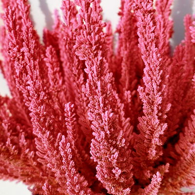 Besenheide SKYLINE®, rot gefärbt, Topf-Ø 11 cm, 6 Pflanzen Besenheide SKYLINE®, rot gefärbt, Topf-Ø 11 cm, 6 Pflanzen