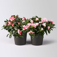 Azalee, rosa-weiß gefüllt im Keramiktopf Dallas anthrazit, Topf-Ø 12 cm, 2er-Set Azalee, rosa-weiß gefüllt im Keramiktopf Dallas anthrazit, Topf-Ø 12 cm, 2er-Set