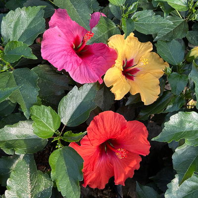 Hibiskus 'Trio', gelb-rot-rosa, Topf-Ø 27 cm Hibiskus 'Trio', gelb-rot-rosa, Topf-Ø 27 cm