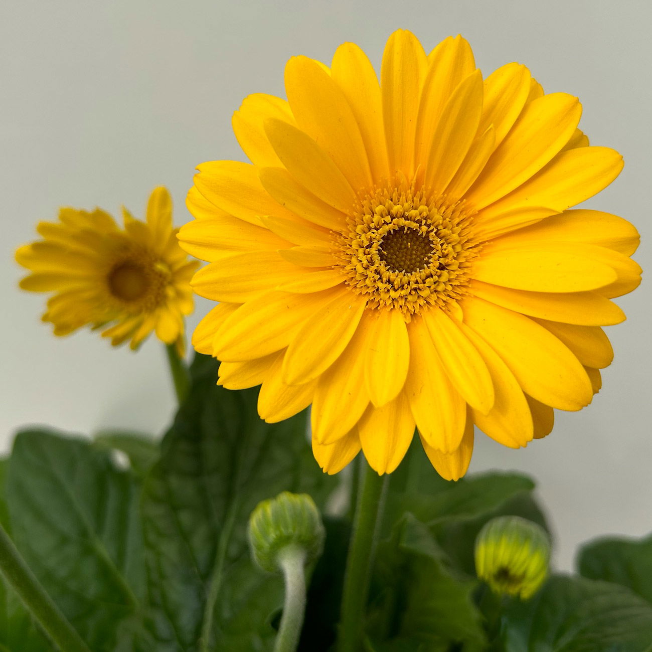 Gerbera 'Garvinea® Gelb', Topf-Ø 19 cm