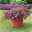 Fuchsien hängend, rot-lila, Topf-Ø 12 cm, 6er-Set