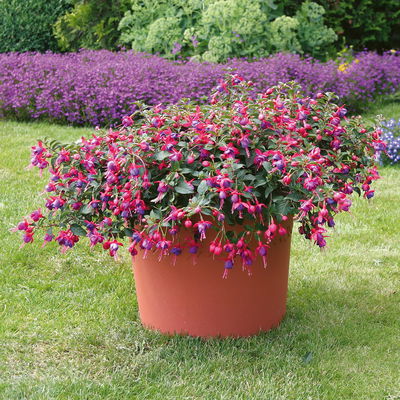 Fuchsien hängend, rot-lila, Topf-Ø 12 cm, 6er-Set