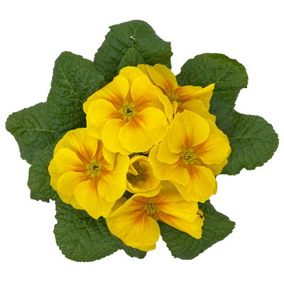 Primel gelb, Topf-Ø 10,5 cm, 8 Pflanzen Primel gelb, Topf-Ø 10,5 cm, 8 Pflanzen