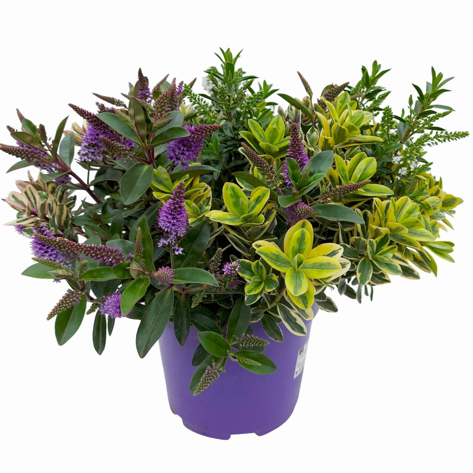 Hebe 'Quattro', bunt, Topf-Ø 23 cm, Höhe ca. 40 cm