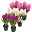 Hyazinthe rosa, weiß & lila, vorgetrieben, Topf-Ø 12 cm, 6er-Set