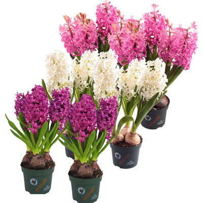 Hyazinthe rosa, weiß & lila, vorgetrieben, Topf-Ø 12 cm, 6 Pflanzen