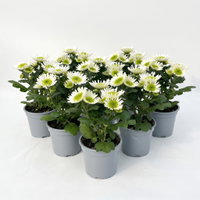 Chrysantheme Mini 'Splash Meadow', weiß-grün, Topf-Ø 7 cm, 8 Pflanzen