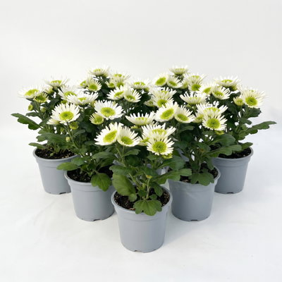 Chrysantheme Mini 'Splash Meadow', weiß-grün, Topf-Ø 7 cm, 8 Pflanzen