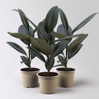 Bio Gummibaum, Ficus 'Abidjan', Topf-Ø 12 cm, 3 Pflanzen