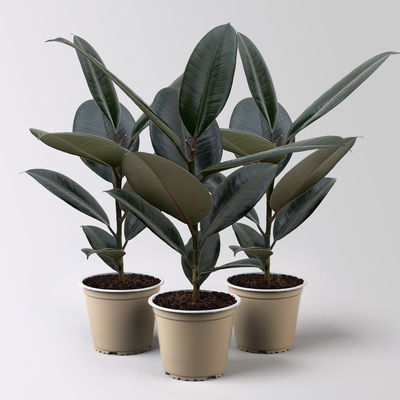 Gummibaum, Ficus 'Abidjan', Topf-Ø 12 cm, 3 Pflanzen Gummibaum, Ficus 'Abidjan', Topf-Ø 12 cm, 3 Pflanzen