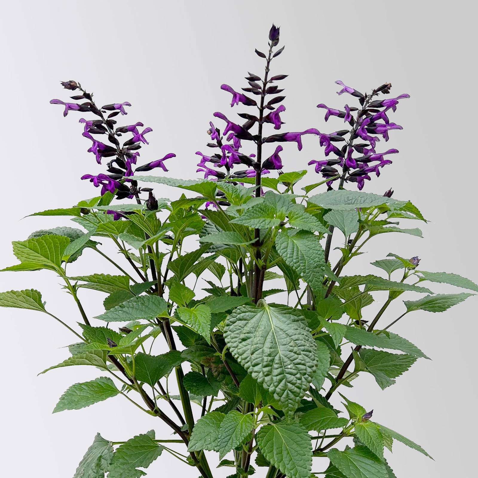 Ziersalbei purpurlila, Topf-Ø 21 cm, Höhe ca. 40 cm