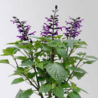 Ziersalbei purpurlila, Topf-Ø 21 cm, Höhe ca. 40 cm