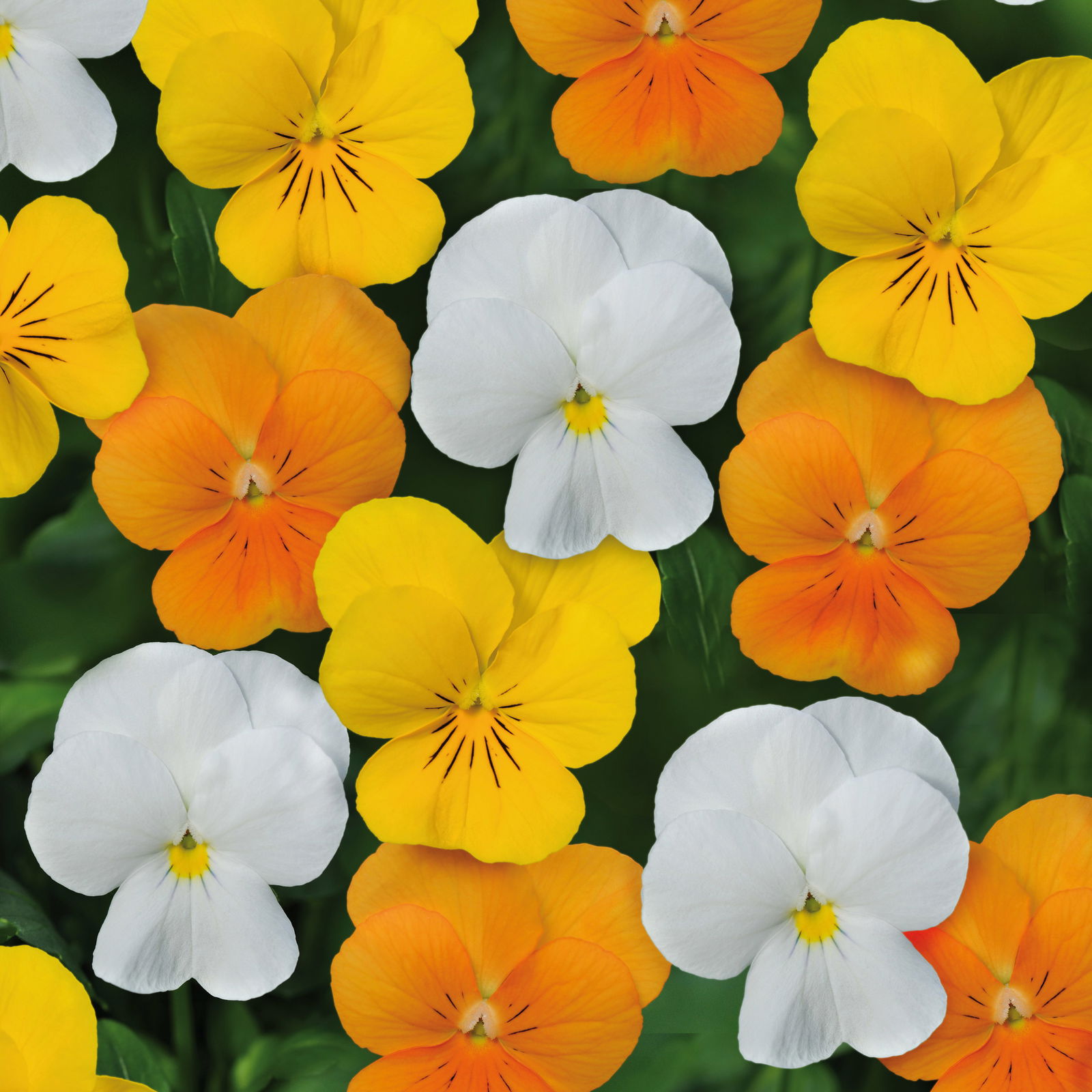 Pflanzen-Set Frischer Frühling, 12 Pflanzen inkl. Erde