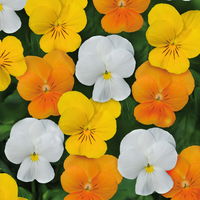 Pflanzen-Set Frischer Frühling, 12 Pflanzen inkl. Erde