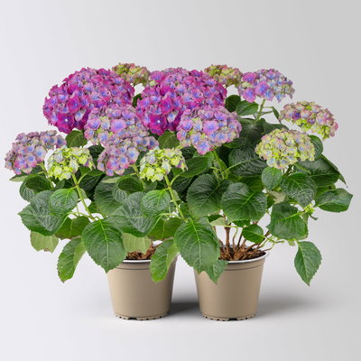 Hortensie 'Hi™ Fire', rot-lila, Topf-Ø 14 cm, Höhe ca. 40 cm, 2 Pflanzen