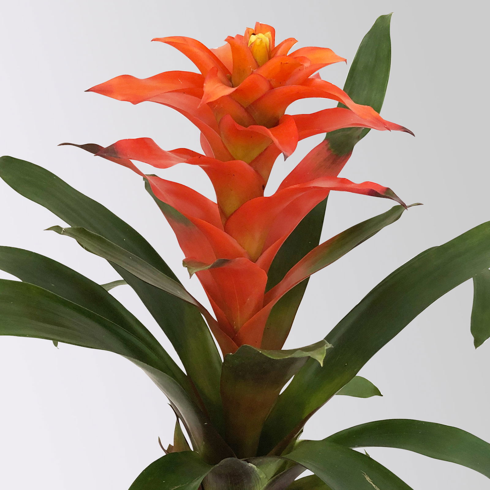 Guzmania 'Fiero Orange', Topf-Ø 12 cm, orange, Höhe ca. 50 cm