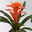Guzmania 'Fiero Orange', Topf-Ø 12 cm, orange, Höhe ca. 50 cm