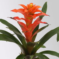 Guzmania 'Fiero Orange', Topf-Ø 12 cm, orange, Höhe ca. 50 cm