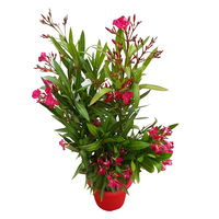 Oleander rot, Busch, Topf-Ø 18 cm, Höhe ca. 50 cm