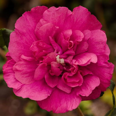 Garten-Hibiskus 'Magenta Chiffon®', magenta, 40-60 cm hoch, Topf 5 l Garten-Hibiskus 'Magenta Chiffon®', magenta, 40-60 cm hoch, Topf 5 l