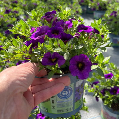 Zauberglöckchen, lila-blau, Topf-Ø 13 cm, 6 Pflanzen