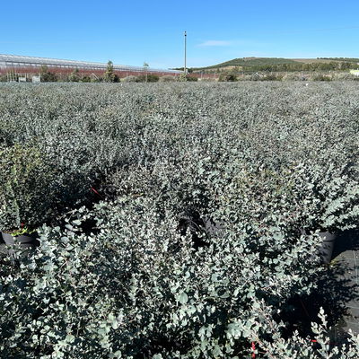 Eukalyptus, Topf-Ø 27 cm