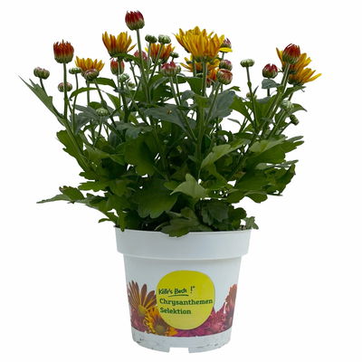 Chrysantheme 'Splash Yellow', gelb, Topf-Ø 14 cm, 4 Pflanzen Chrysantheme 'Splash Yellow', gelb, Topf-Ø 14 cm, 4 Pflanzen
