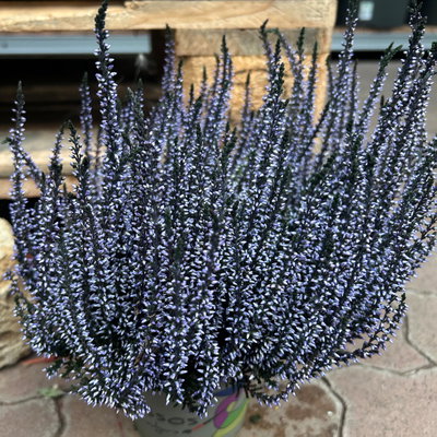 Knospenheide 'Picasso' gefärbt, Farben zufällig, Topf-Ø 12 cm, 6 Pflanzen Knospenheide 'Picasso' gefärbt, Farben zufällig, Topf-Ø 12 cm, 6 Pflanzen