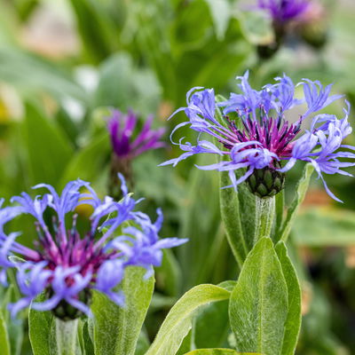 Bio Centaurea montana blau, Topf 11x11 cm, 3 Pflanzen Bio Centaurea montana blau, Topf 11x11 cm, 3 Pflanzen