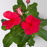 Catharanthus, Farben zufällig, Topf-Ø 13 cm, 6 Pflanzen