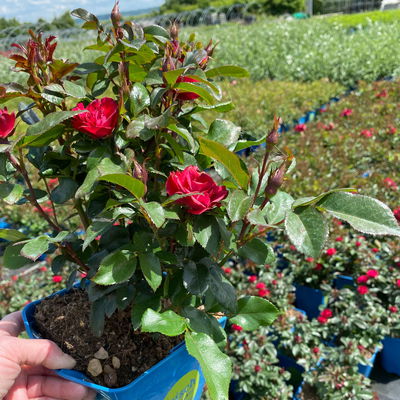 Zwergrose 'Zepeti'® (Meibenbino), rot, Topf 3 Liter, 4 Pflanzen