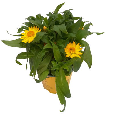 Strohblume gelb, Topf- Ø 12 cm, 6 Stück