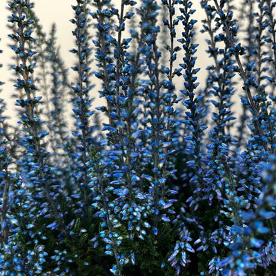Knospenheide 'Picasso', blau & weiß gefärbt, Topf-Ø 12 cm, 6 Pflanzen Knospenheide 'Picasso', blau & weiß gefärbt, Topf-Ø 12 cm, 6 Pflanzen