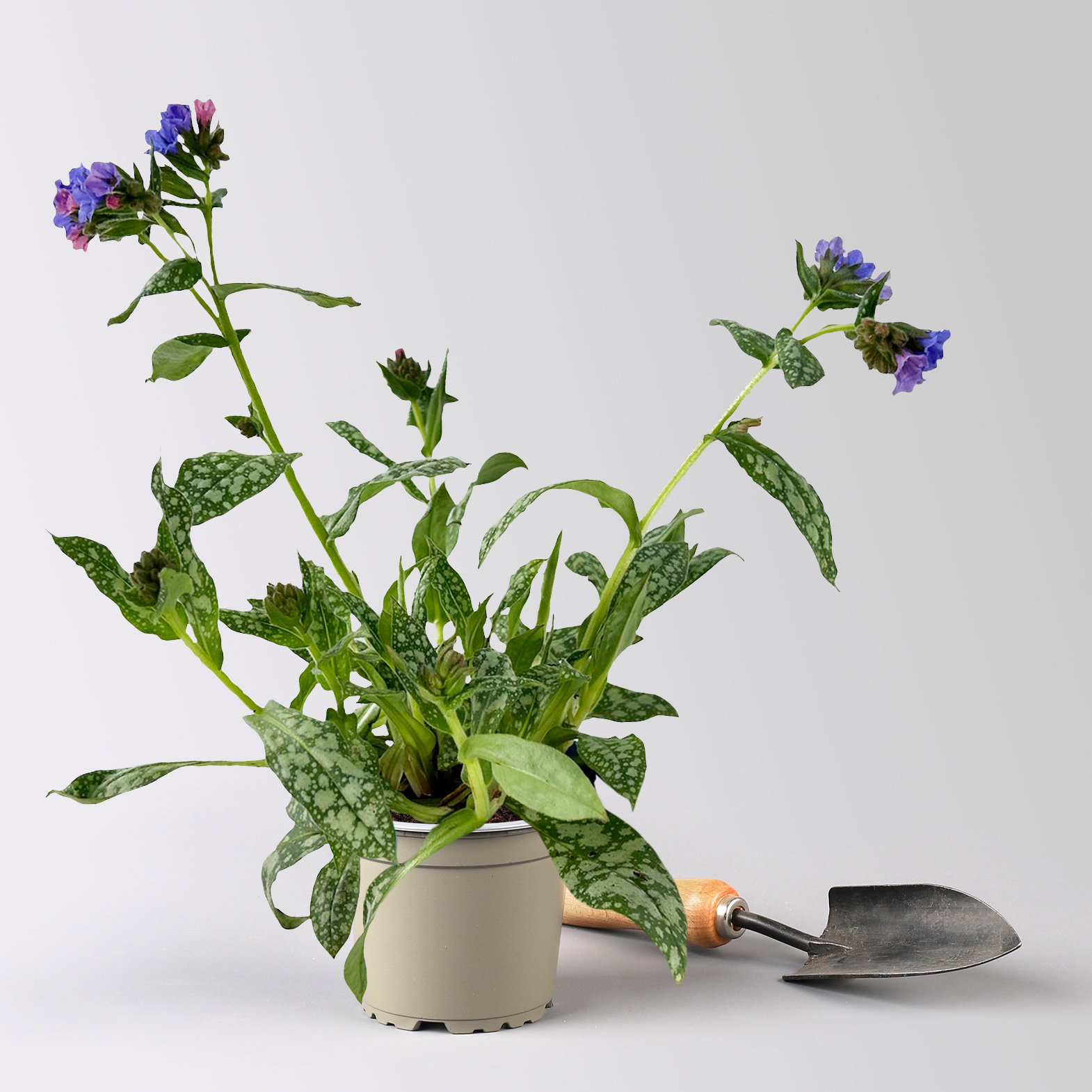 Bio Lungenkraut 'Trevi Fountain®', blauviolett, Topf-Ø 12 cm, 3 Pflanzen Bio Lungenkraut 'Trevi Fountain®', blauviolett, Topf-Ø 12 cm, 3 Pflanzen