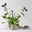 Bio Lungenkraut 'Trevi Fountain®', blauviolett, Topf-Ø 12 cm, 3 Pflanzen
