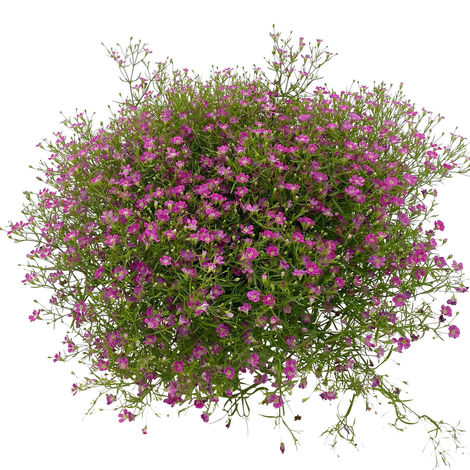 Schleierkraut rosa, Topf-Ø 12/13 cm