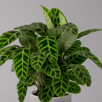 Korbmarante, Goeppertia zebrina syn. Calathea, Topf-Ø 19 cm, Höhe ca. 65 cm