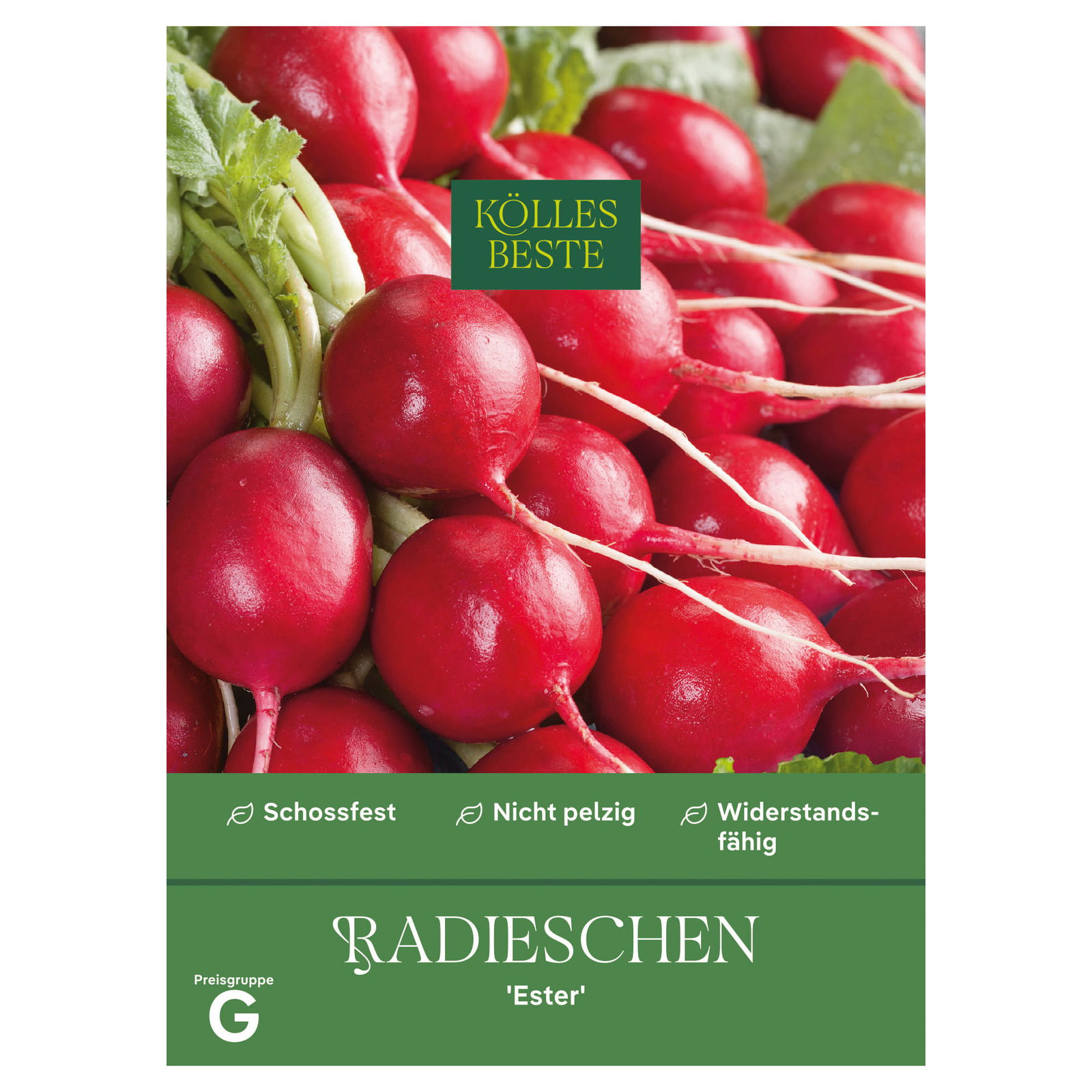 Kölles Beste Saatgut Radieschen 'Ester', rot