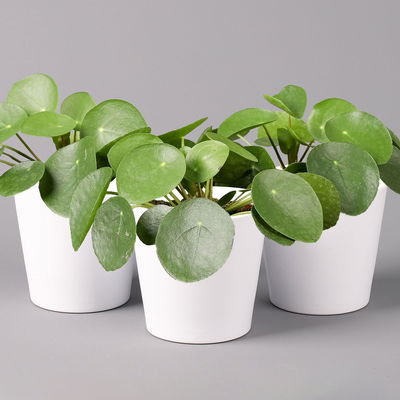 Pilea peperomioides in Topf Dallas weiß, Topf-Ø 12 cm, Höhe ca. 20 cm, 3er-Set