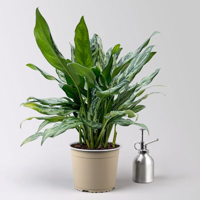 Aglaonema 'Miss Juliette', in Keramiktopf Dallas, Topf-Ø 17 cm, Höhe ca. 55 cm