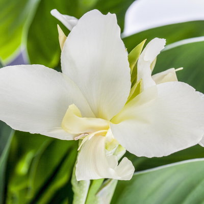 Canna 'Alaska', weiß, Topf-Ø 17 cm, 2 Pflanzen