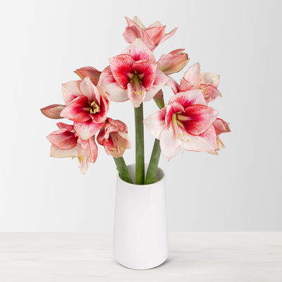 3 rot/weiße Amaryllis 'Showmaster'