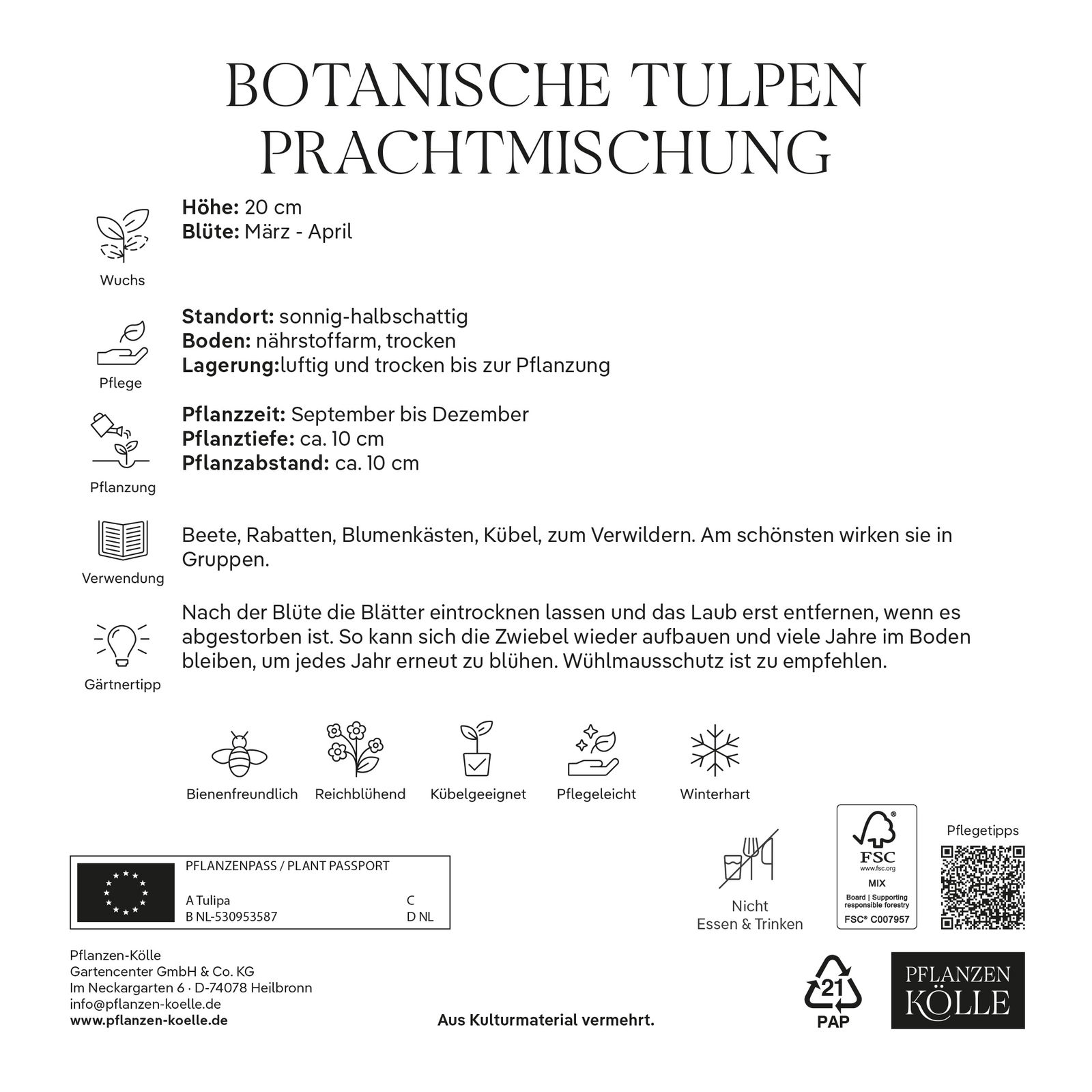 Botanische Tulpen Prachtmischung 40 Blumenzwiebeln