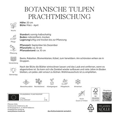 Botanische Tulpen Prachtmischung 40 Blumenzwiebeln