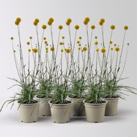 Craspedia, gelb, Topf-Ø 12 cm, 6 Pflanzen Craspedia, gelb, Topf-Ø 12 cm, 6 Pflanzen
