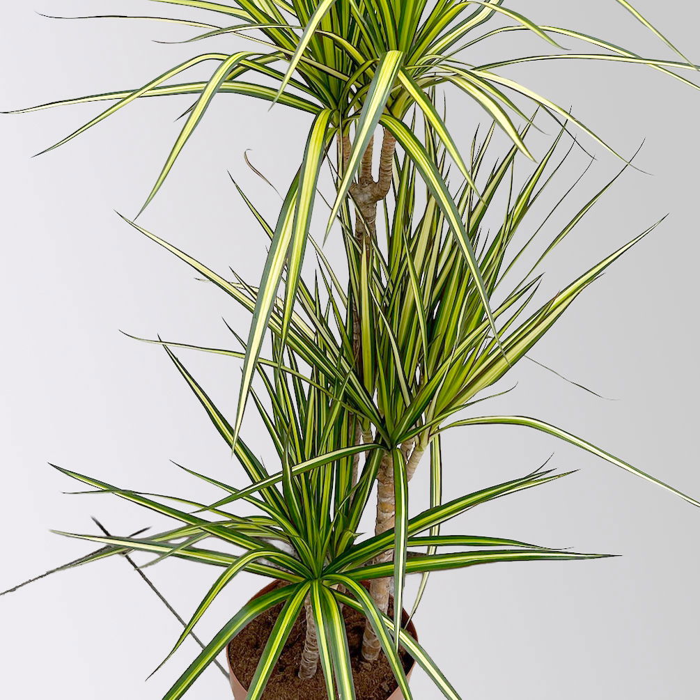 Gerandeter Drachenbaum 'Sunray', 3er-Tuff, Topf-Ø 21 cm, Höhe ca. 90 cm